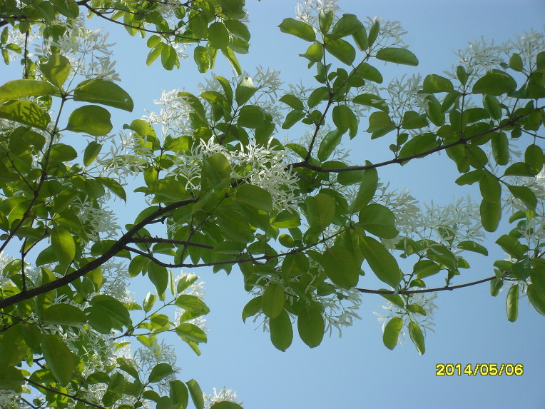 SDC10178.jpg