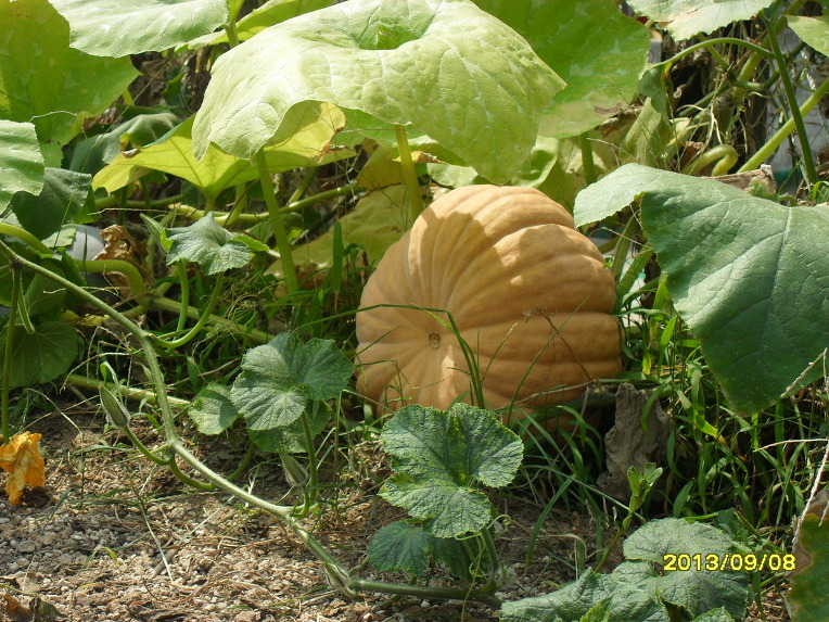 SDC12604.jpg